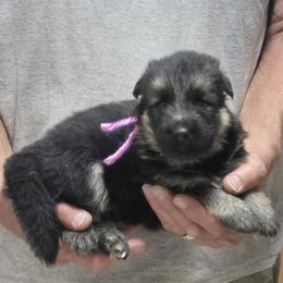 Girl 1 Lavender - Black and tan female German Shepherd puppy in Lake George, Colorado from High Country German Shepherds