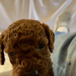Axel - Red  male Poodle puppy in Colerain, North Carolina from Lisa's Poodles