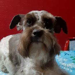 Flash - Miniature Schnauzer