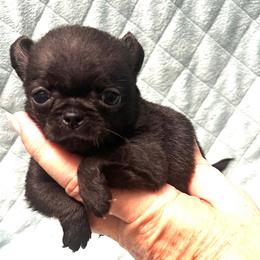 AKC tiny girl - Black female Chihuahua puppy in Orlando, Florida from iLuvChihuahuas