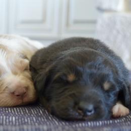 Ember - Black tri-color female Australian Shepherd puppy in Lyons, Georgia from Canyon South Aussies