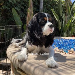 Belle - Cavalier King Charles Spaniel