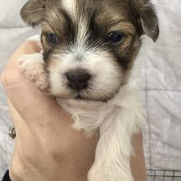 Cypress - Red sable male Havanese puppy in Lawrenceville, Georgia from Alchemy Havanese
