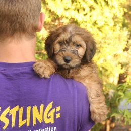Kirby - Red male Whoodle puppy in West Bend, Iowa from Blue Skies Terriers