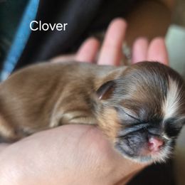 Clover - Tricolor male Shih Tzu puppy in Green Valley Lake, California from All American Shih Tzu Puppies
