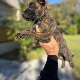 Dutch Shepherd Puppies from Lisa's dutchies