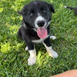 Storm - Border Collie