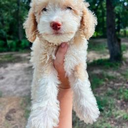 Priscilla - Yellow and white female Bernedoodle puppy in Sulphur Bluff, Texas from V6 Ranch Dogs