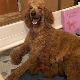 Poodle Puppies from Stunningly Sweet Standards