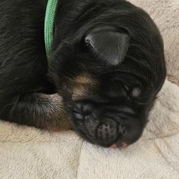 Green - Black and red male German Shepherd puppy in Newaygo, Michigan from Sterley Shepherds