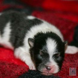 Boy 2 - Black and tan parti male Pomeranian puppy in Bremen, Indiana from AMS Pomeranians and Pomskies in Indiana