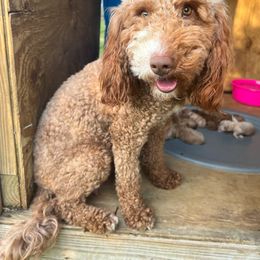 Maggie - Goldendoodle