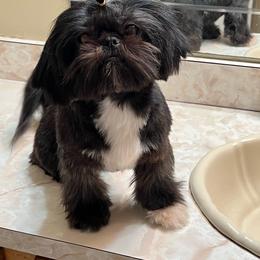Indi - Shih Tzu