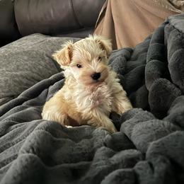 Miniature Schnauzer Puppies from A.R Miniature Schnauzers