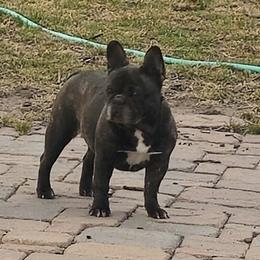 Cookie - French Bulldog