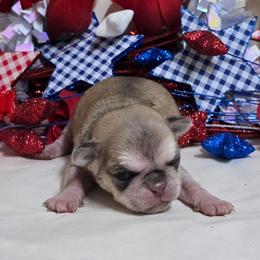 Chinchilla Girl - Cream female Pug puppy in Tulsa, Oklahoma from Locust Creek Pugs & Japanese Chin's
