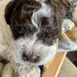 Lagotto Romagnolo Puppies from Agapē Lagotto Romagnolo