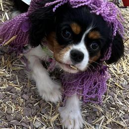 Cavalier King Charles Spaniels from Sweet Spirit Cavaliers