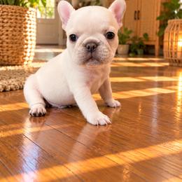 Casper - Cream male French Bulldog puppy in Reading, Pennsylvania from Roxy & Co.
