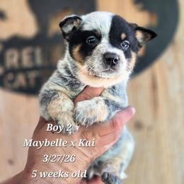 Boy 2 - Blue male Australian Cattle Dog puppy in Monroe, North Carolina from Creek View Cattle Dogs