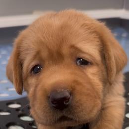 2nd pick Boy - Yellow male Labrador Retriever puppy in Littlefield, Arizona from Susan Burkey