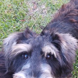 Miniature Schnauzers from Gemini's Mini Schnauzers