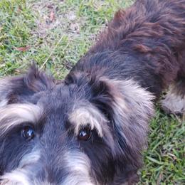 Miniature Schnauzers from Gemini's Mini Schnauzers