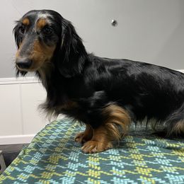Natasha - Dachshund