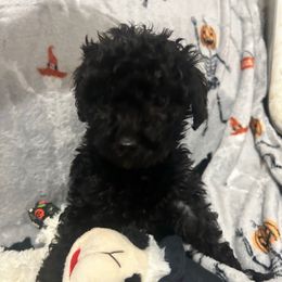 Maggie - Black female Goldendoodle puppy in Centralia, Missouri from Oodles Of Doodles Mo.