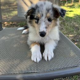Mona - Blue merle female Collie puppy in Yukon, Oklahoma from ColliesOklahoma