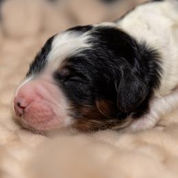 Kropek - Bernedoodle puppy in Truckee, California from Tahoe Doodles