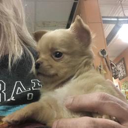 Vincent Price - Gold and white male Chihuahua puppy in Amelia, Virginia from Pannell’s Precious Pups