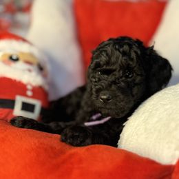 Holly, Purple collar - Black female Goldendoodle puppy in Lake Panasoffkee, Florida from Donnas Deluxe Doodles LLC