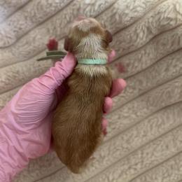 Mint Girl - Caramel female Australian Labradoodle puppy in Syracuse, Indiana from The Doodle Cove