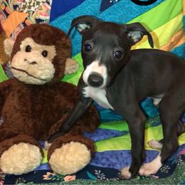 Italian Greyhound Puppies from Amayz Italian Greyhounds