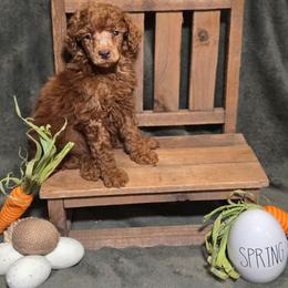 Penny - Red  female Poodle puppy in Statesboro, Georgia from Briar Creek Kennels