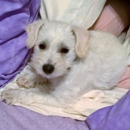 Miniature Schnauzers from Toni's Miniature Schnauzers