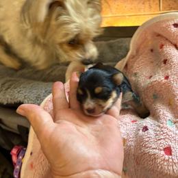 Petula - Black and gold female Yorkshire Terrier puppy in Phoenix, Arizona from Coursey’s Yorkies