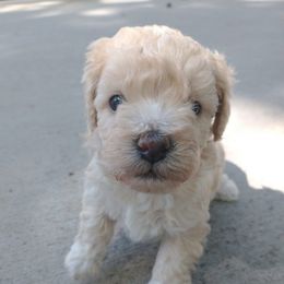 Ginger - Brown female Poodle puppy in Mapleton, Utah from Caboodles Of Poodles