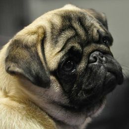 Pugs from Checagou Pugs