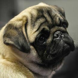 Pugs from Checagou Pugs