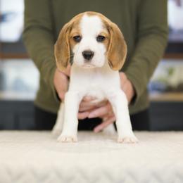 Astrid - Black tan and white female Beagle puppy in Atlanta, Georgia from Sinaj