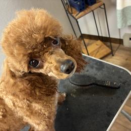 Poodle Puppies from Top Shelf Toy Dogs