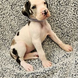 Sienna - Harlequin Great Dane puppy in Cleburne, Texas from Nick and Megan's Danes