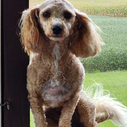 Willow - Shihpoo