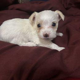 First born Lilly - Tan and white female Yorkshire Terrier puppy in Coeburn, Virginia from Southern Sweetheart Kennels