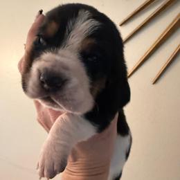 Lucy - Black brown and white female Basset Hound puppy in Cadillac, Michigan from Garrow Danes House of Blues