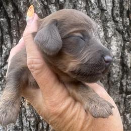 Beau - Blue and tan male Dachshund puppy in Bentonville, Arkansas from Boujee Buns Dachshunds