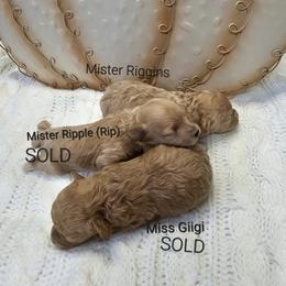 Poodle Puppies from Tiny Toy Poodles