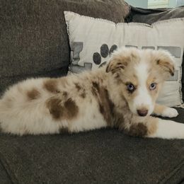 Australian Shepherd Puppies from Topaz Aussie’s